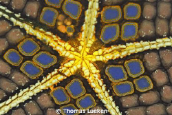found in Lembeh; d200 by Thomas Lueken 